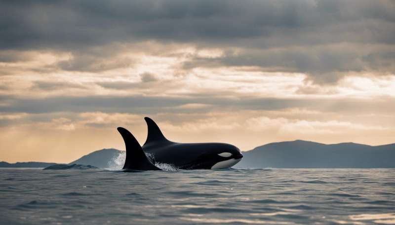 Why are killer whales attacking boats? Expert Q&amp;A
