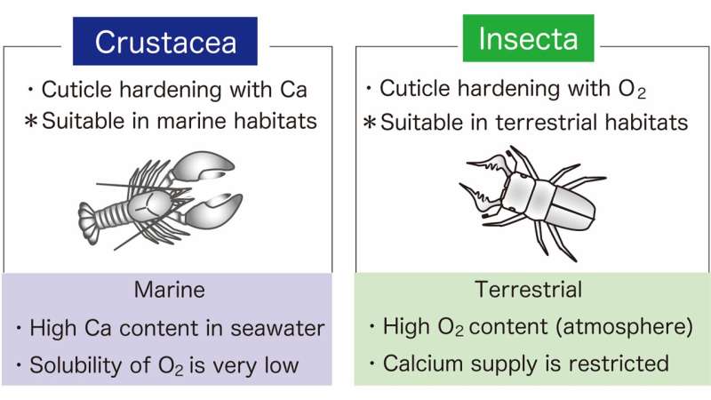 Why are there so few insects in the ocean?