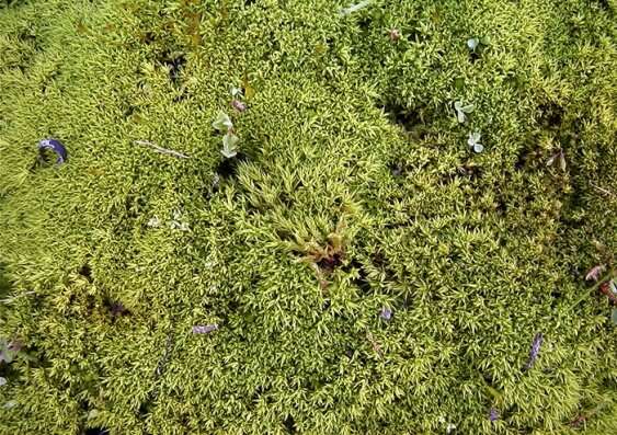 Mosses, the Ancestors of All Plants, Are Vital for the Earth's
