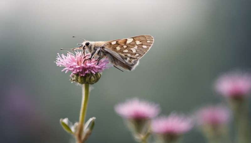 Why moths might be more efficient pollinators than bees and butterflies