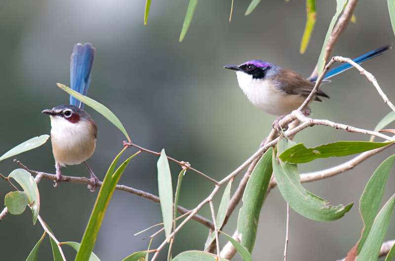 Why purple-crowned fairy-wrens engage in cooperative breeding