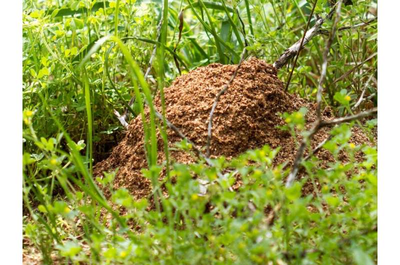 Why red fire ants and yellow crazy ants have given themselves a green light to invade Australia