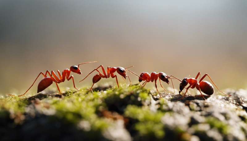 Why red fire ants and yellow crazy ants have given themselves a green light to invade Australia