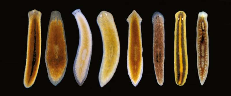 Why some worms regenerate and others do not