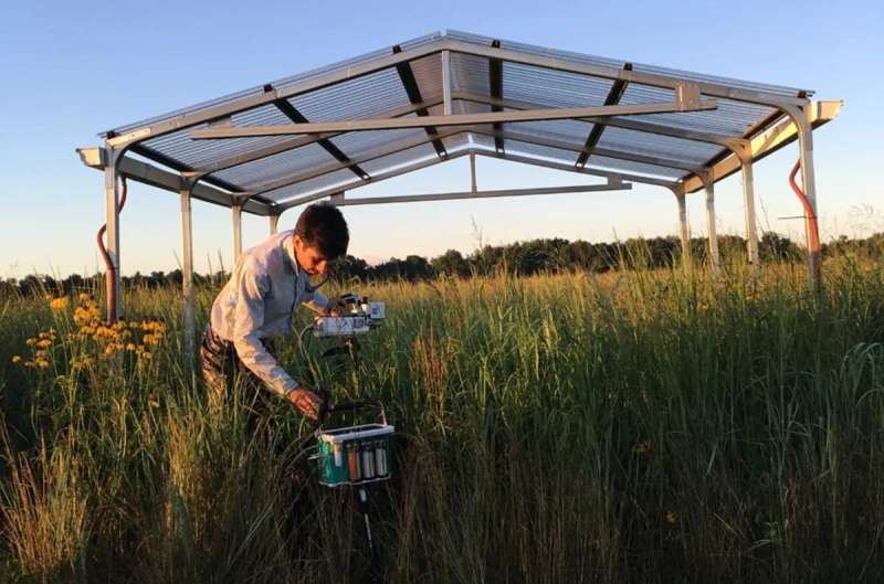 Why this promising biofuel crop takes a summer break
