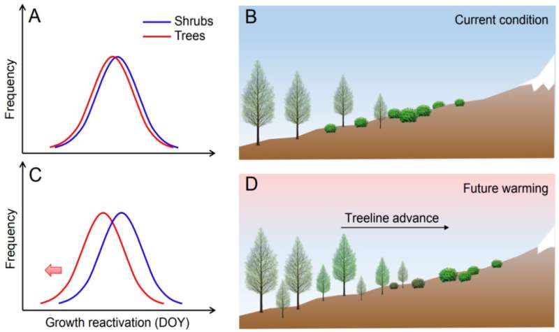 Why trees outcompete shrubs to shift upward?