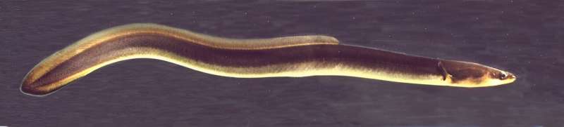Why we need a moratorium on eel fishing
