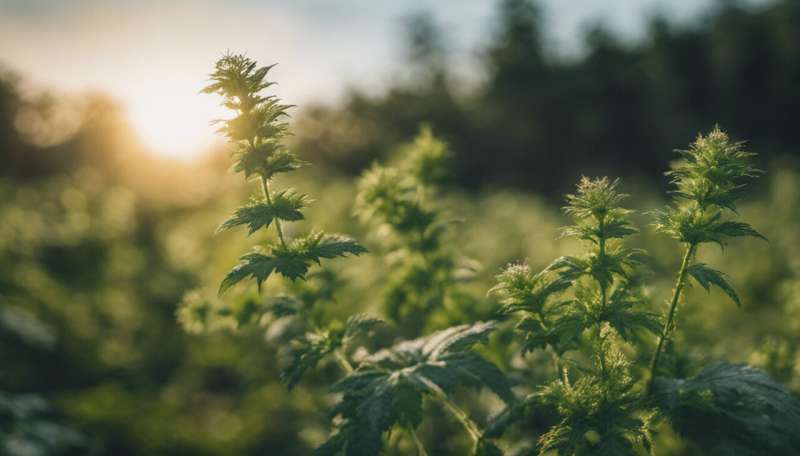 Why we should all learn to love stinging nettles