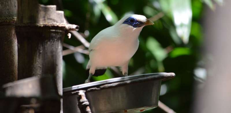Why we're 'interviewing' captive birds to find the best to release into the wild