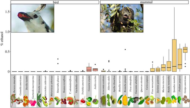 Wild fruits with higher alcohol content found to be more widely dispersed by mammals