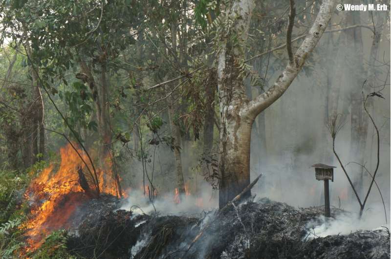 Wildfire smoke threatens already endangered orangutans