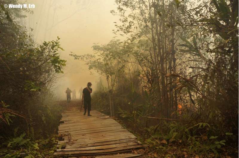 Wildfire smoke threatens already endangered orangutans