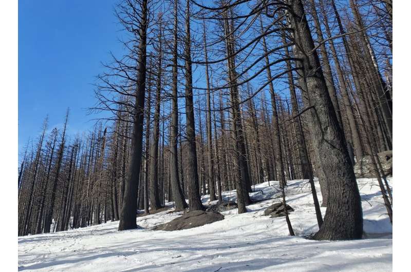 Wildfires are increasingly burning California's snowy landscapes and colliding with winter droughts to shrink California's snowp