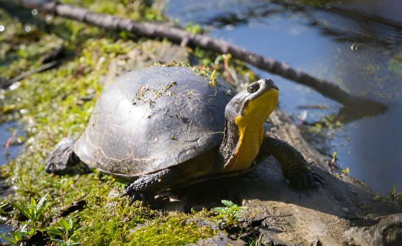 Wildlife mitigating measures no help for Ottawa’s freshwater turtles