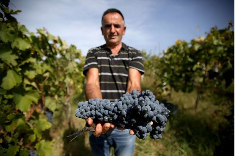 Winemaker Zef Ndoji poses with grapes of the native &quot;Shesh i Zi&quot; or Black Shesh variety