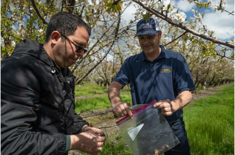Winter atmospheric rivers gave pathogens, diseases path to infect crops