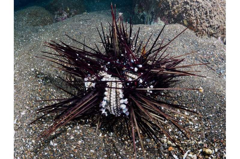 Within just a few months a deadly epidemic killed all the black sea urchins in the Gulf of Eilat - a great threat to the coral r