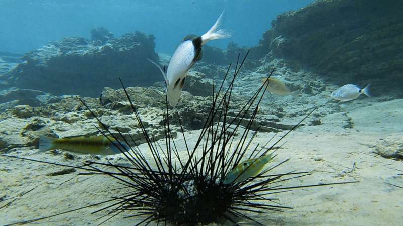 Within just a few months a deadly epidemic killed all the black sea urchins in the Gulf of Eilat - a great threat to the coral r