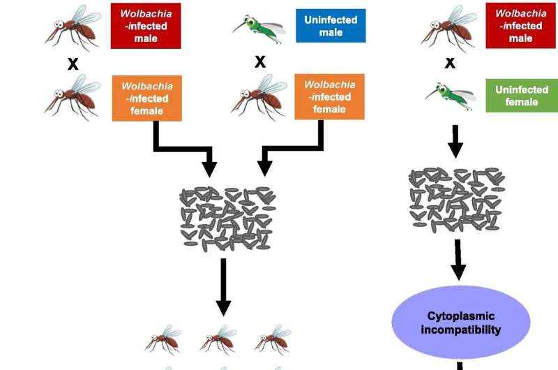 Wolbachia-mediated biocontrol to reduce dengue in Bangladesh and other dengue-endemic developing countries