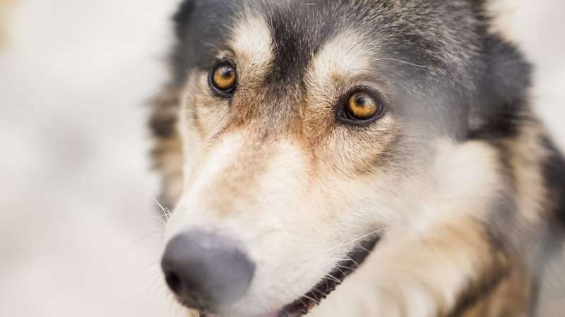 Wolves and dogs appear to remember where people hid food