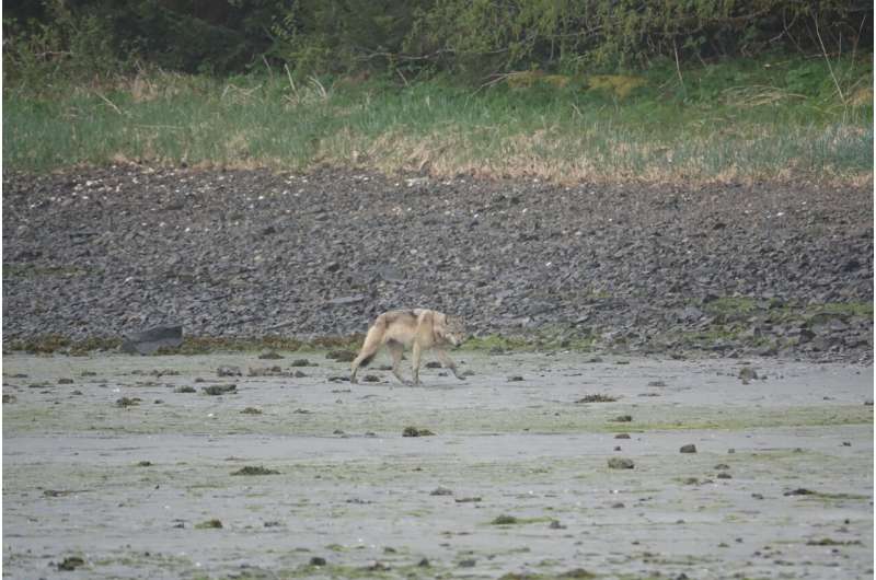 Wolves eliminate deer on Alaskan Island then quickly shift to eating sea otters, research finds