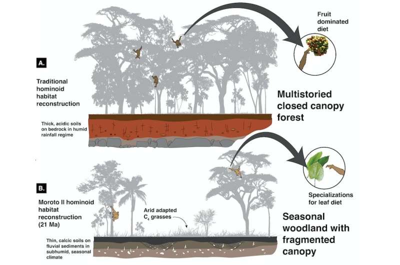 Wooded grasslands flourished in Africa 21 million years ago—new research forces a rethink of ape evolution