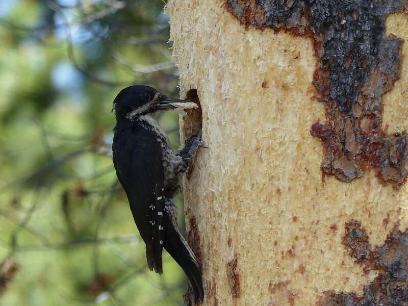 Woodpecker that likes burned forest can breed in unburned woods too, research shows