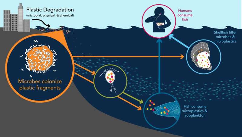 Woods Hole Oceanographic Institution helps lead groundbreaking study on the human and ocean health impacts of ocean plastics