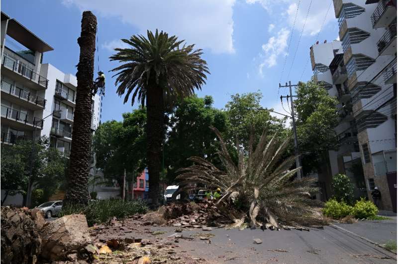 Workers cut down disease-stricken palm trees in Mexico City
