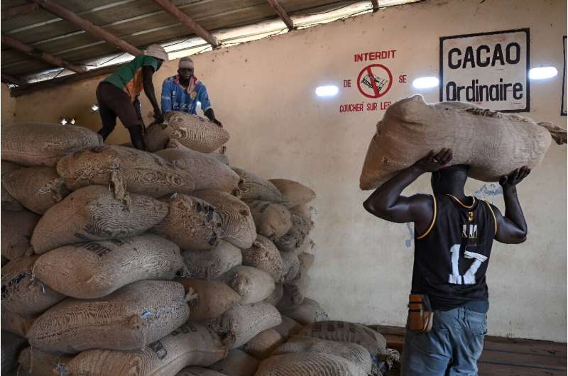 Los trabajadores apilan sacos de granos de cacao en el almacén de la cooperativa Hermankono