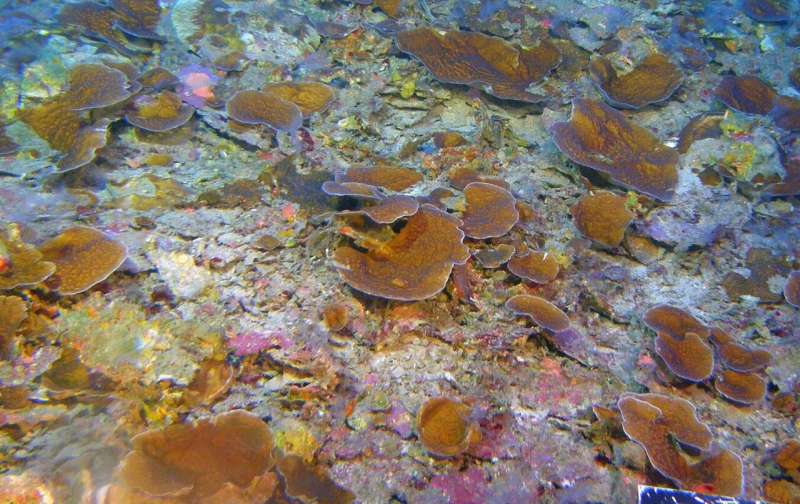 World's deepest coral calcification rates measured off Hawaiian Islands