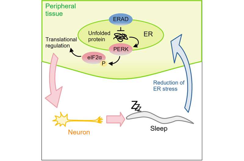 Worm genetics reveal important pathways for sleep regulation