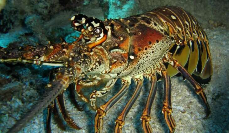Worm named after a comedian impacting spiny lobster reproduction and could threaten a lucrative fishery