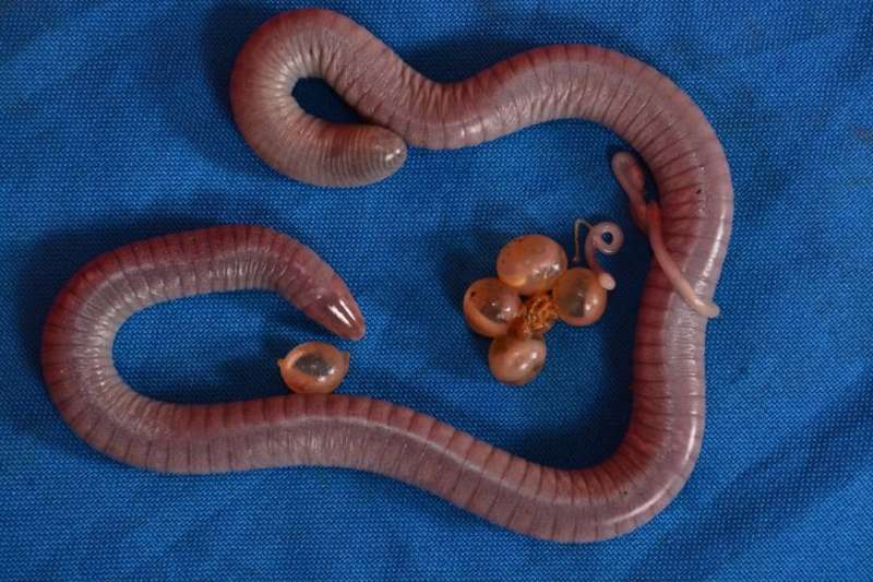 Wormlike animals are first amphibians shown to pass microbes to their offspring