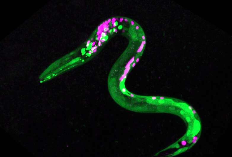 Worms as model for understanding endocannabinoid system, could inform better medications