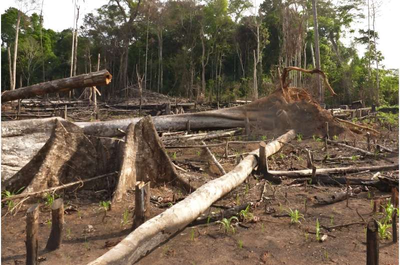 'Worthless' forest carbon offsets risk exacerbating climate change