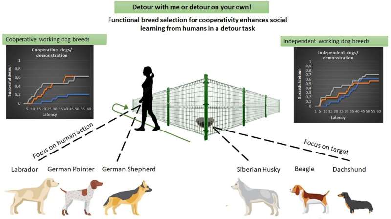 Dog behavior study evaluates social learning among various breeds - Phys.org