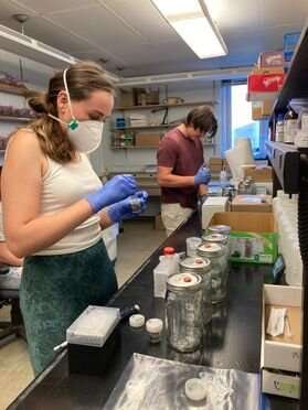 WVU researcher searching for 'holy grail' of sustainable bioenergy