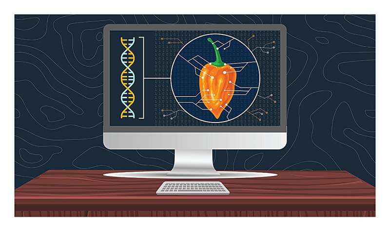 Los científicos de WVU dan vida a la investigación genética a través de chiles habaneros e inteligencia artificial