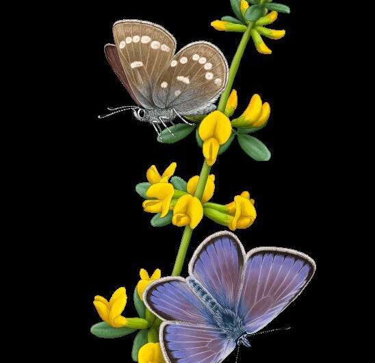 Xerces Blue butterfly genome sequenced, an icon of anthropogenic extinction