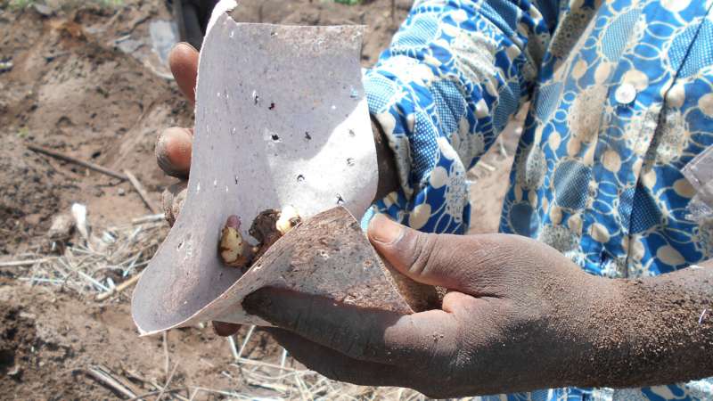 Yams benefit from banana 'paper' cocoon