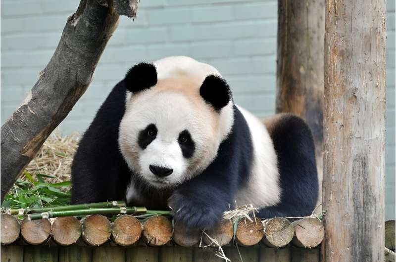 Yang Guang, a male giant panda, has been at Edinburgh Zoo since 2011