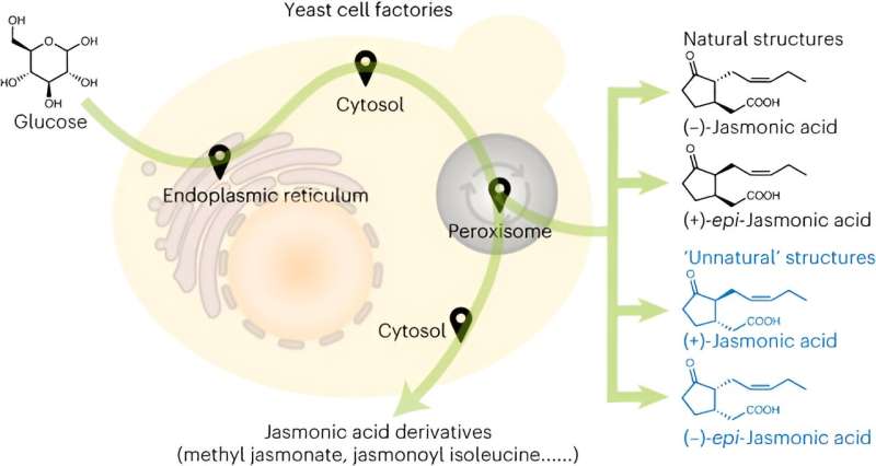 Yeast engineering leads to new frontiers in jasmonate biosynthesis