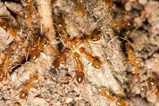 Yellow crazy ant males have two sets of DNA