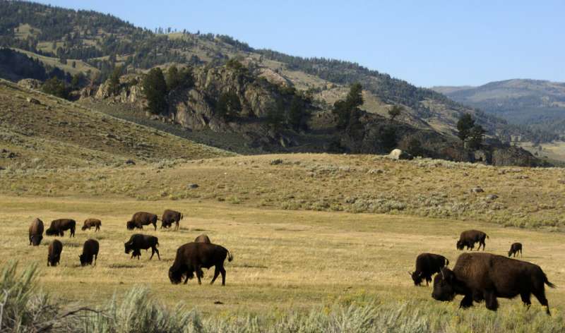 Yellowstone baby bison put to death after visitor picks it up, leading herd to reject it