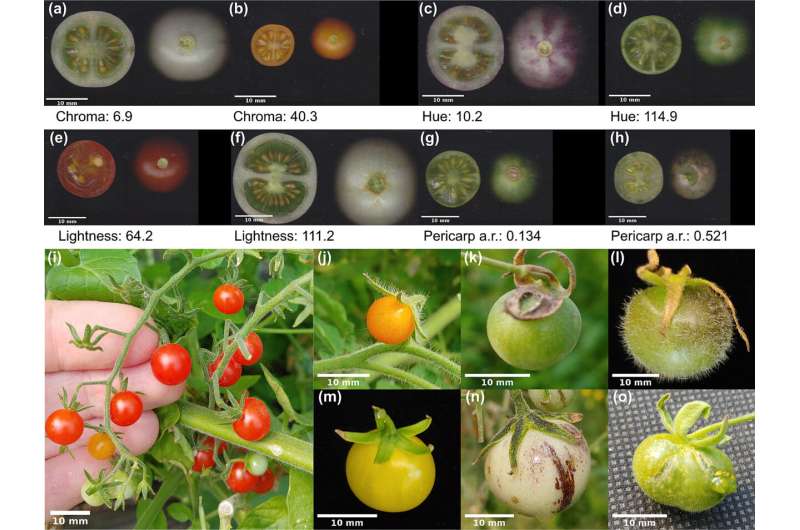 Tú dices tomate, estos científicos dicen misterio evolutivo