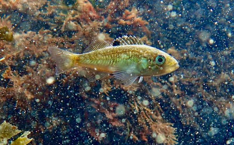 Young black rockfish affected by marine heat wave but not always for the worse, research shows