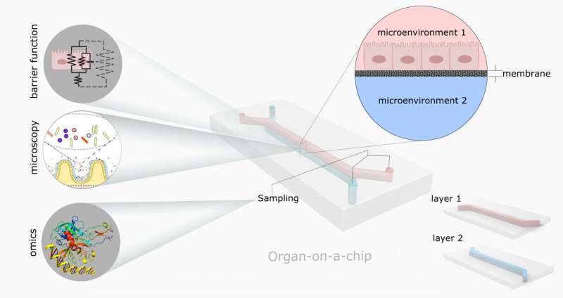Your gut's microbiome, on a chip