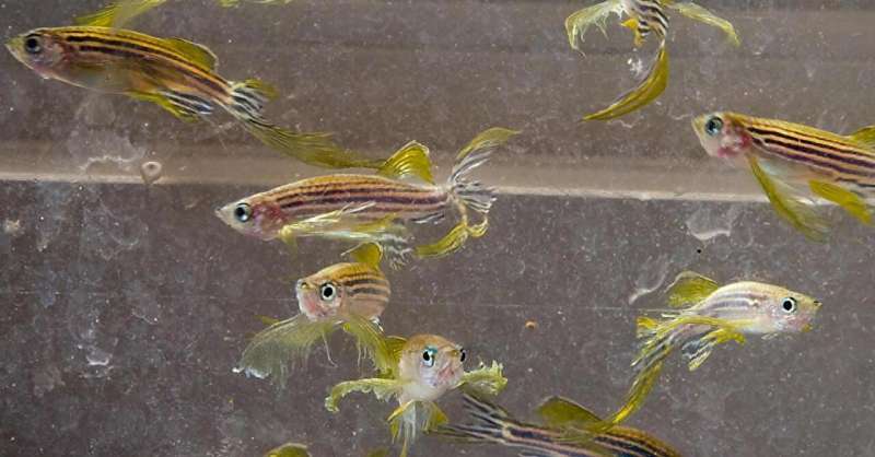 Zebrafish can repair their brains. Why can't we?
