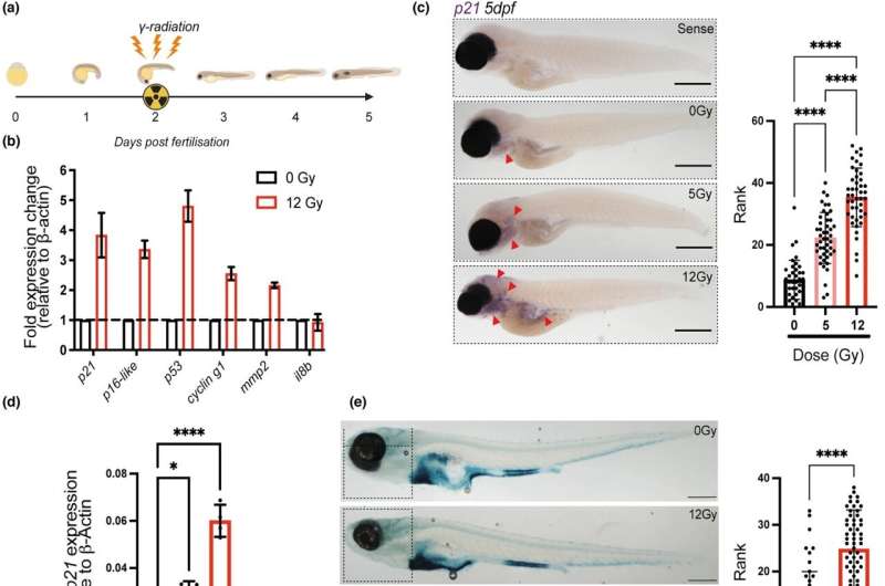 Zebrafish model of senescence for rapid testing 